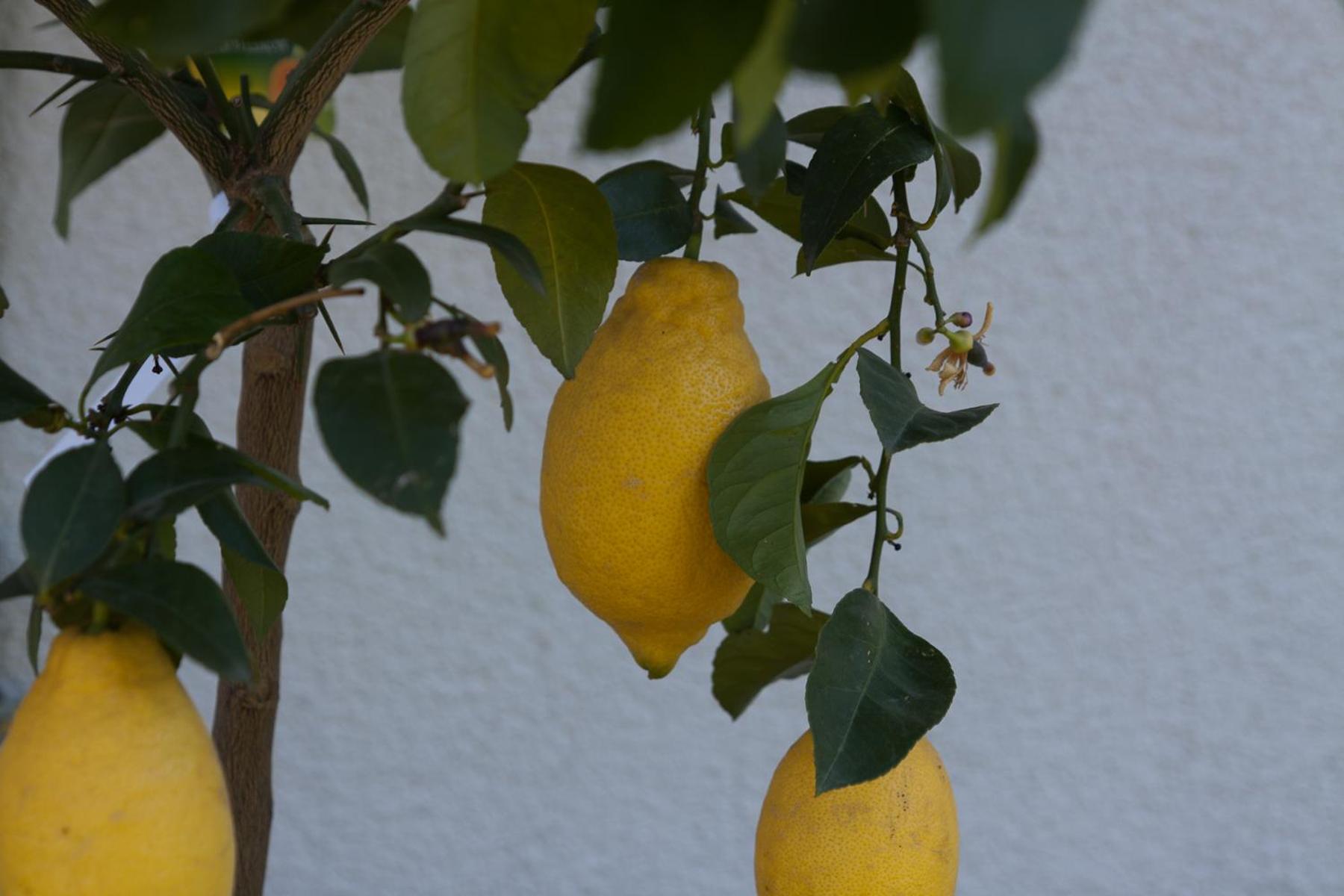 Appartements Kreuzwegerhof ラナ エクステリア 写真